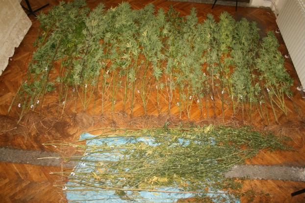 Policija 29-godišnjaka u Konjevratima našla kako zalijeva marihuanu pa im predao i dotadašnji urod