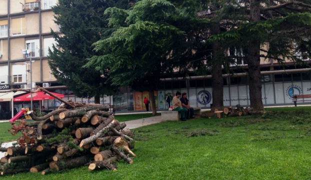 FOTO: Srušeno stablo na Baldekinu poslužit će stanarima za ogrjev