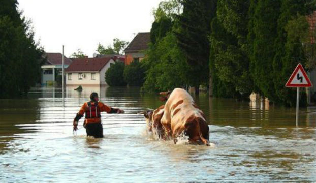 Ovako HGSS-ovci iz poplavljenog sela izvode agresivnog bika