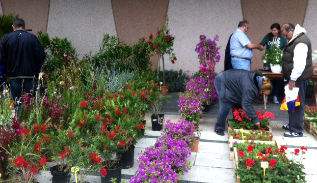 FOTO: U Dalmareu održan Sajam cvijeća, sadnica i vrtnog uređenja