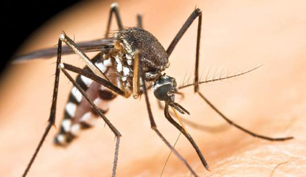 Zamagljivanje protiv komaraca na Prviću