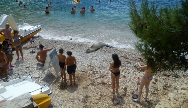 Protjeran na 5 godina iz Hrvatske: Makedonski ilegalac udarao sredozemnu medvjedicu na plaži u