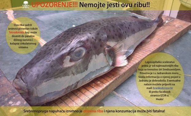 Opasnost u Jadranu: ‘Ne jedite ovu ribu, može vas ubiti’