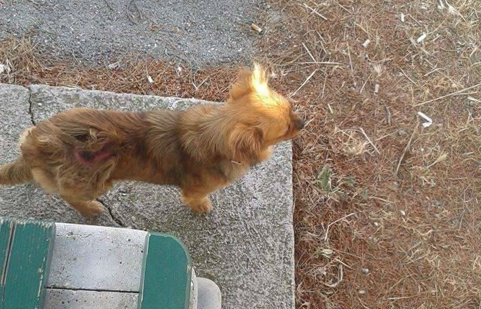 FOTO: Morinjskim mostom danima luta pas s ogrlicom, traži se vlasnik