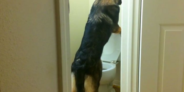 VIDEO: Upoznajte psa koji zna koristiti wc… i spustiti dasku!