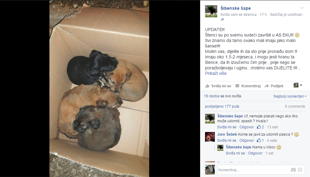 FOTO: Pomozite spasiti četiri napuštena štenca u Šibeniku