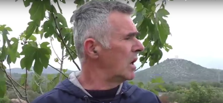 VIDEO: Vodičanin Željko Rak zasadio 150 stabala smokava: Predrasuda je da oko smokve nema puno posla
