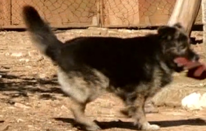 VIDEO: Sjećate li se njega? Pas kojem je zabranjen lavež zaintrigirao strane medije