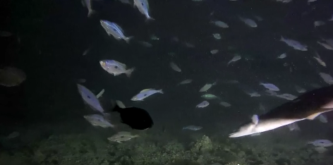 VIDEO Ugor je stalni gost podvodne kamere na Martinskoj, ali pojavila se nova opasna ljepotica