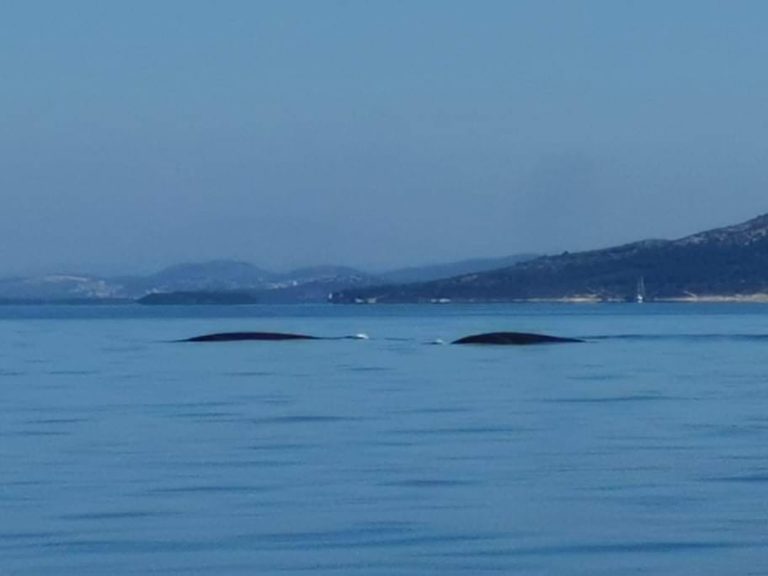 Rijetki trenuci zabilježeni kameromVIDEO Zadivljujući prizori iz Rogoznice: Pogledajte divovske kitove u blizini obale