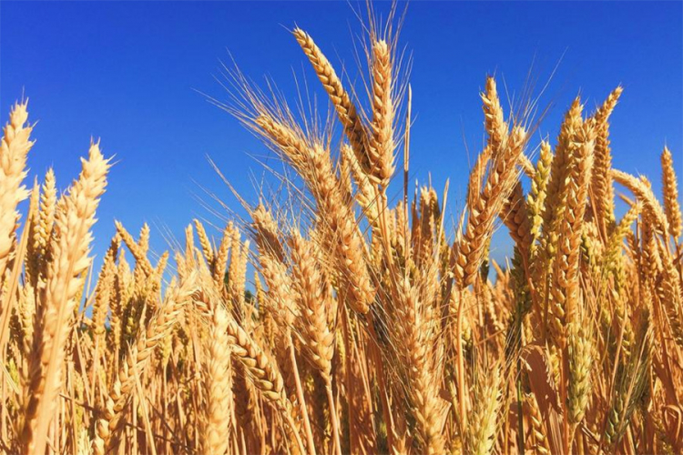 Povećana potražnjaNa jesen nas očekuje drastično poskupljenje hrane: Ključnim žitaricama već sada je cijena veća i do 100 posto